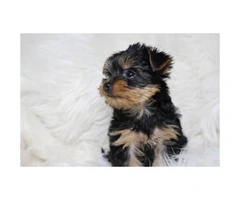 Sweet Teacup Yorkie Puppy for adoption asking 800 - 2