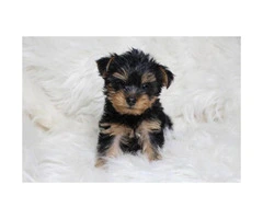 Sweet Teacup Yorkie Puppy for adoption asking 800 - 3