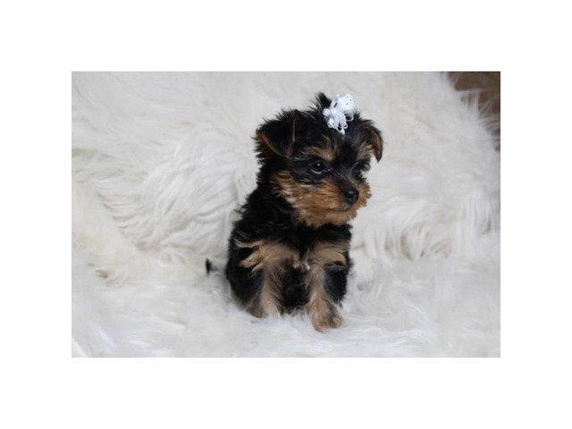 Sweet Teacup Yorkie Puppy for adoption asking 800 in Pittsburgh