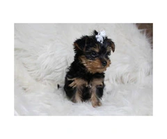Sweet Teacup Yorkie Puppy for adoption asking 800 - 4