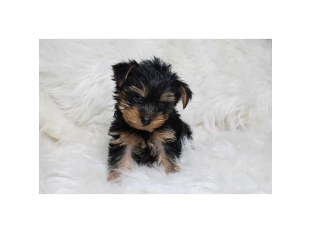 Sweet Teacup Yorkie Puppy for adoption asking 800 in ...