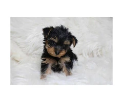 Sweet Teacup Yorkie Puppy for adoption asking 800 - 5