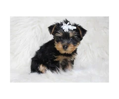 Sweet Teacup Yorkie Puppy for adoption asking 800 - 6