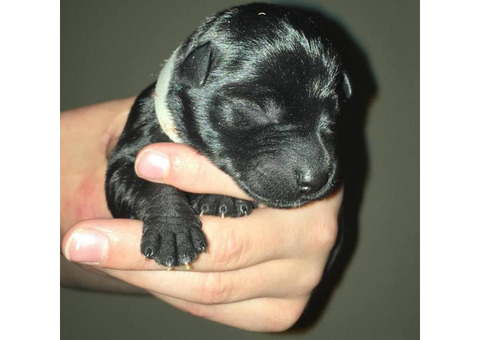 2 AKC Litters!