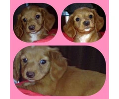 Full blooded dachshund puppies $850