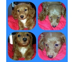 Full blooded dachshund puppies $850 - 2