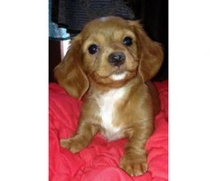 Full blooded dachshund puppies $850 - 4
