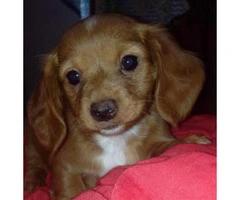 Full blooded dachshund puppies $850 - 5