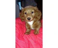 Full blooded dachshund puppies $850 - 6