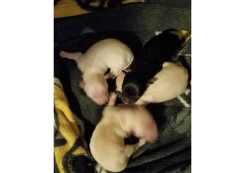 Pomapoo puppies - 3 white, 1 black