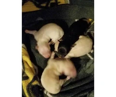 Pomapoo puppies - 3 white, 1 black