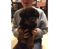 AKC registered Rotty puppies  - $1200 each - 1