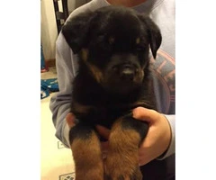 AKC registered Rotty puppies  - $1200 each - 3