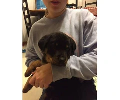 AKC registered Rotty puppies  - $1200 each - 4