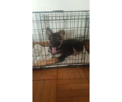 3 months old Puppy German shepherd - $1400 - 1