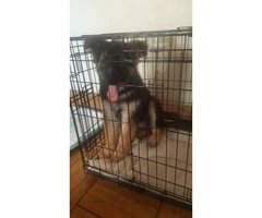 3 months old Puppy German shepherd - $1400 - 2