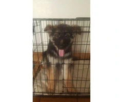 3 months old Puppy German shepherd - $1400 - 3