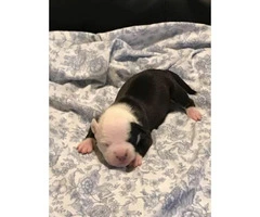 Puppy American Bullies For Sale - $1000