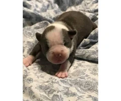 Puppy American Bullies For Sale - $1000 - 3