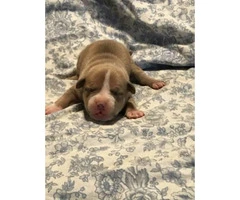 Puppy American Bullies For Sale - $1000 - 4
