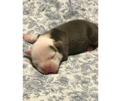 Puppy American Bullies For Sale - $1000 - 6