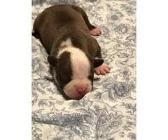 Puppy American Bullies For Sale - $1000 - 7