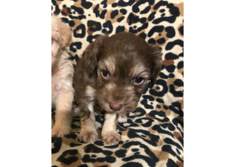 2 males Maltipoo puppies available