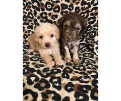 2 males Maltipoo puppies available - 2