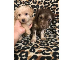 2 males Maltipoo puppies available - 3