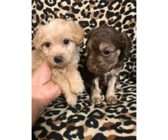 2 males Maltipoo puppies available - 4