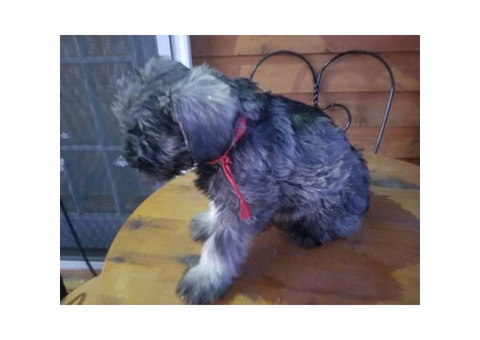 9 weeks old Schnauzer puppy with paper