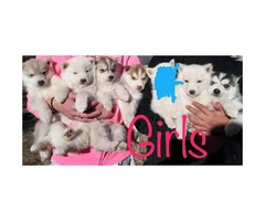 Purebred Siberian huskies from different litters