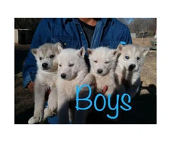 Purebred Siberian huskies from different litters - 2