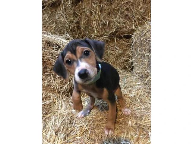 3 Female Mountain Cur