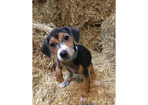 3 Female Mountain Cur
