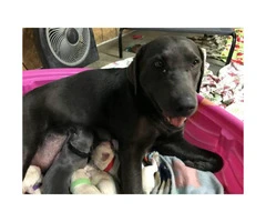 10 AKC labrador retriever puppies to rehome - 2
