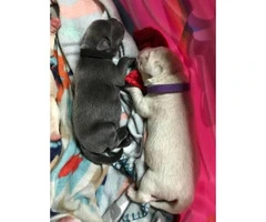 10 AKC labrador retriever puppies to rehome - 4
