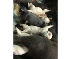 10 AKC labrador retriever puppies to rehome - 6