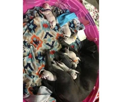 10 AKC labrador retriever puppies to rehome - 7