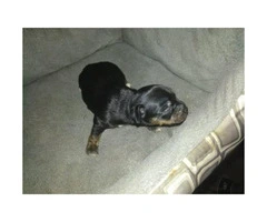 Pure bread Chihuahua puppies now $800