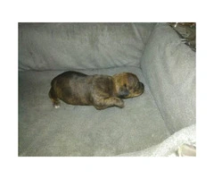 Pure bread Chihuahua puppies now $800 - 3