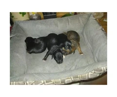 Pure bread Chihuahua puppies now $800 - 5