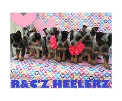 6 Males and 1 female Blue Heelers  available