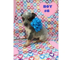 6 Males and 1 female Blue Heelers  available - 3