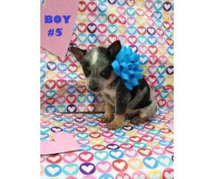 6 Males and 1 female Blue Heelers  available - 4