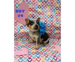 6 Males and 1 female Blue Heelers  available - 5