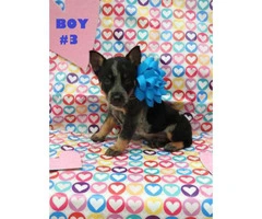 6 Males and 1 female Blue Heelers  available - 6