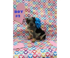 6 Males and 1 female Blue Heelers  available - 7