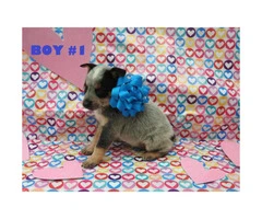 6 Males and 1 female Blue Heelers  available - 8
