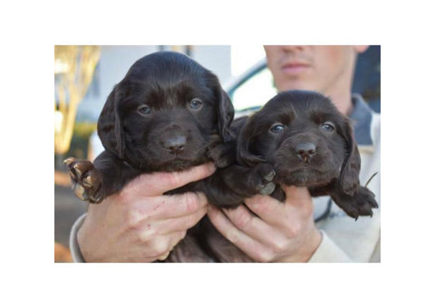 4 Boykin Spaniel Puppies available